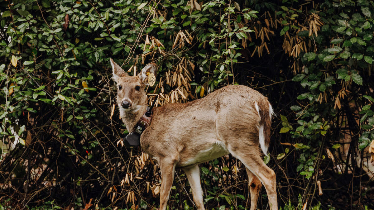 Triangle Urban Deer Study researchers catch and release white-tailed deer, fitting them with ear tags as well as with collars that send photos and feedback to a satellite every two hours. The study looks to understand white-tailed deer population movements in Durham County.