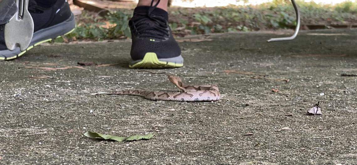 Nick Massimo was a herpetology Ph.D student at Arizona State University in 2020, studying how infectious diseases affect amphibian populations. But many residents know him as the Snake Guru or the Durham Snake Guy.