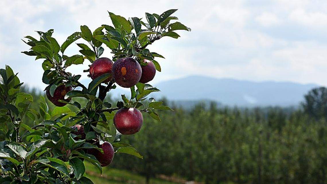 At least 10 apple orchards within three to four hours’ drive of Raleigh offer pick-your-own options this fall. Most N.C. apples are harvested from mid-August to late October.