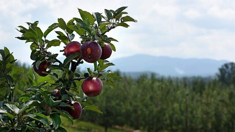 13 of the best places to pick apples this fall in North Carolina