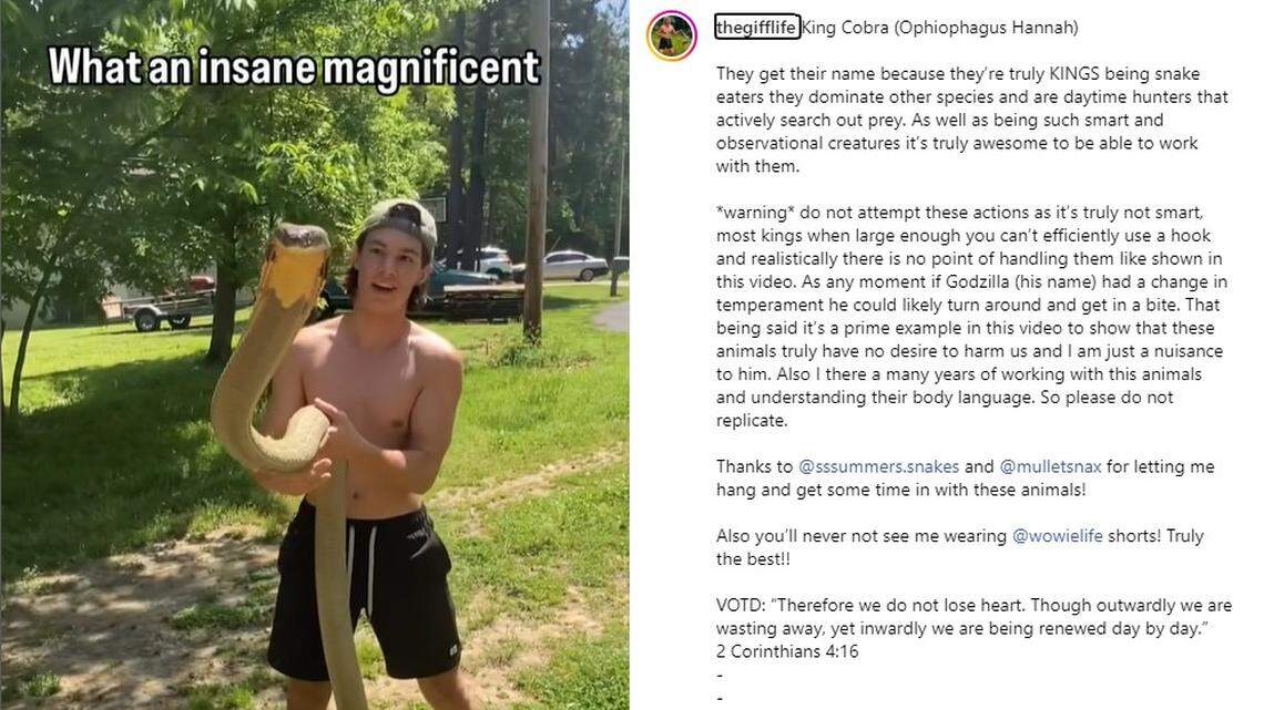 His escaped cobra scared Raleigh in 2021. Now he’s back handling venomous snakes online.