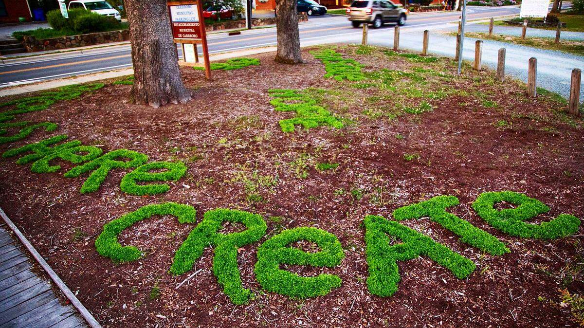 Floraffiti — plants popping out of the ground in the shape of words – is a community art program in its sixth year in Chapel Hill and Carrboro. The public art project is expanding to Raleigh this summer. Floraffiti is a combination of the words flora and graffiti.