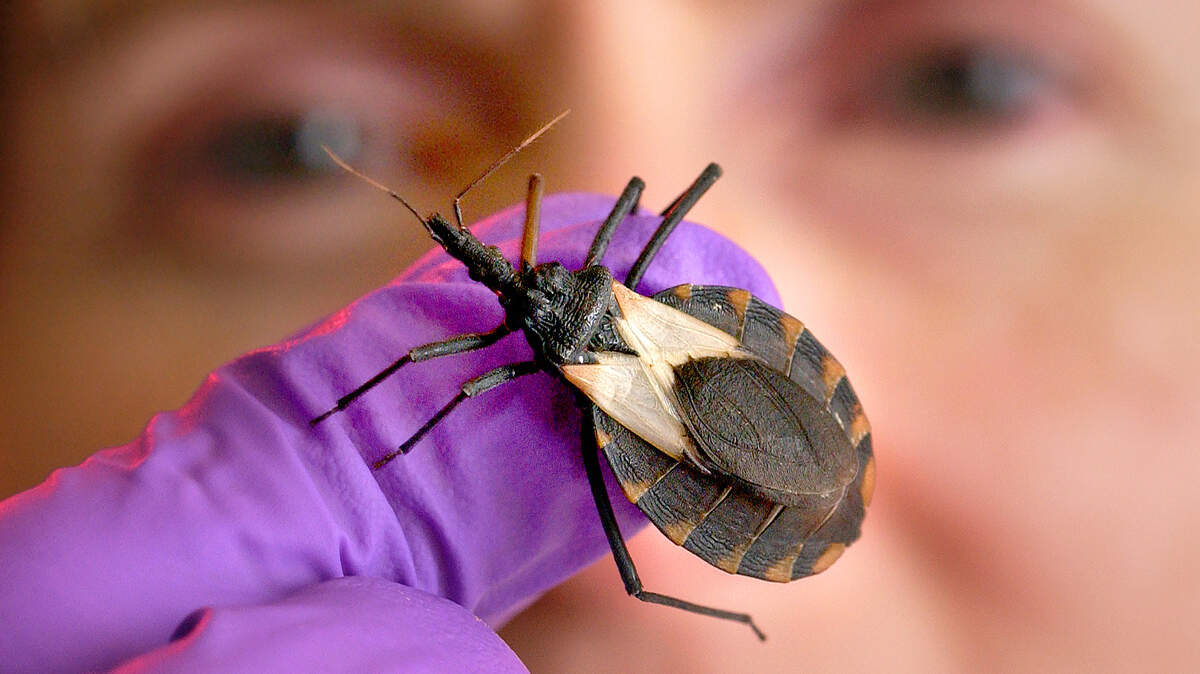 This image, captured by CDC biomedical photographer James Gathany, shows the “kissing bug,” Triatoma pallidipennis. The bug earns its name by its proclivity for biting the lips of sleeping people for a blood meal. In the process, it can transfer Chagas, a disease that kills tens of thousands of people in Central and South America.