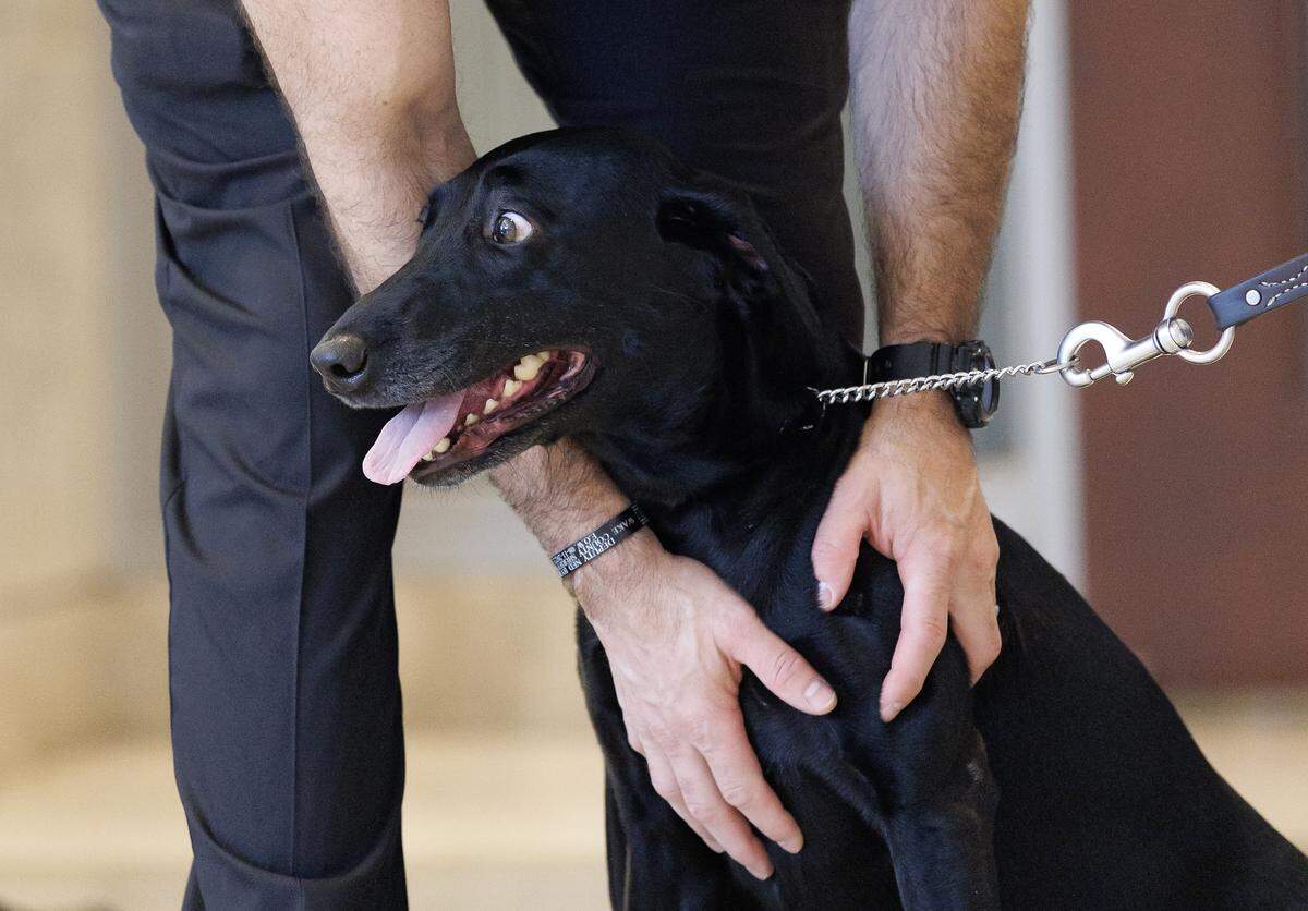 A person pets Sasha, K-9 partner of slain Wake County Deputy Ned Byrd, following hearing on Tuesday, Sept. 16, 2025, during which brothers Alder Marin-Sotelo and Arturo Marin-Sotelo pleaded guilty for their roles in Byrd’s August 2022 killing. 