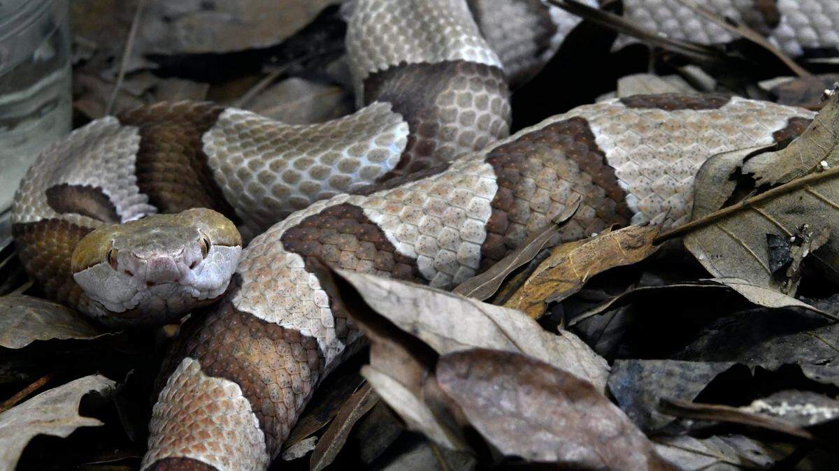 Why copperhead snakes like coming onto our front porches — and how to keep them away