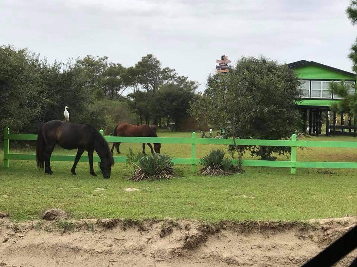 A few of the wild mustangs of the Corolla wild horse herd in the Outer Banks after Hurricane Florence.