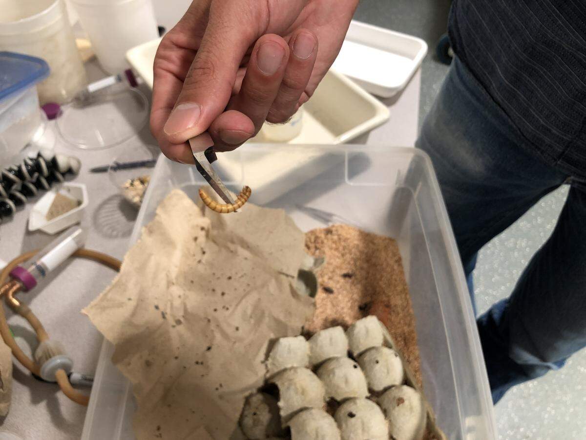 Adrian Smith, head of the Evolutionary Biology & Behavior Research Lab at the NC Museum of Natural Sciences, holds up a mealworm, one of the insects tested in Serafini’s study.