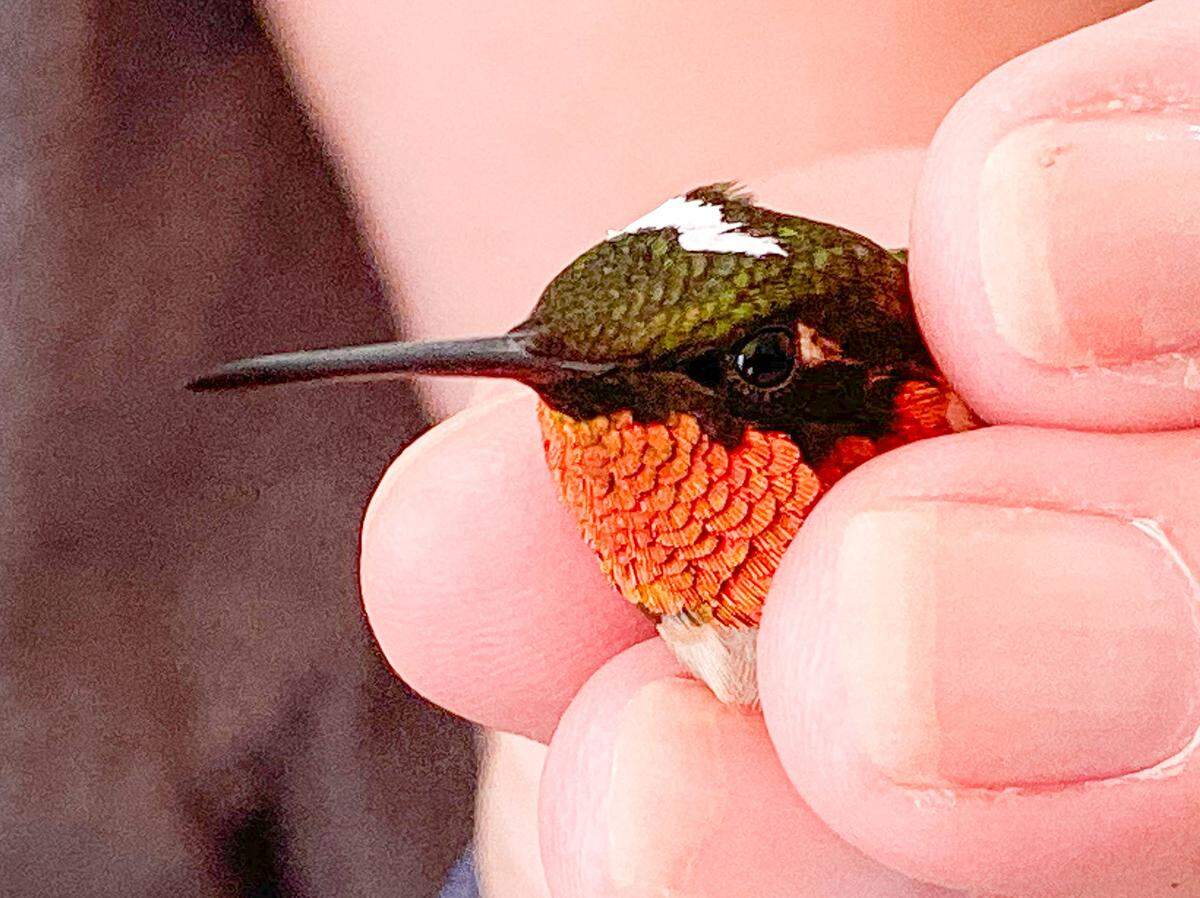 A Ruby-throated hummingbird is banded so researchers can monitor its migration path. Hummingbirds are reacting to changing landscapes in both the U.S. and Central America and have ended up staying in the Southeast instead of migrating further south.
