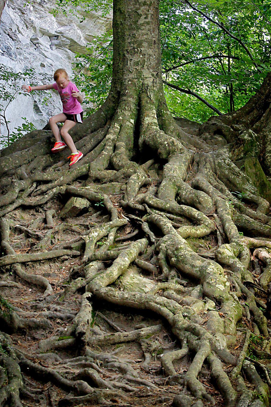 Carley Petrovich scrambles across exposed roots while on a hike at Raven Rock State Park near Lillington, N.C.