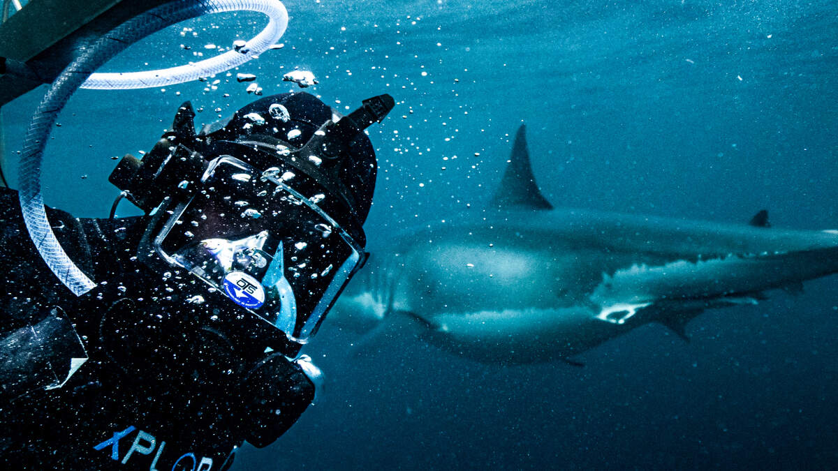 Diver Sam Wild with a great white through the window of the shark cage, from “Clash of Killers: Great White vs. Mako,” premiering July 29 on Discovery and discovery+.