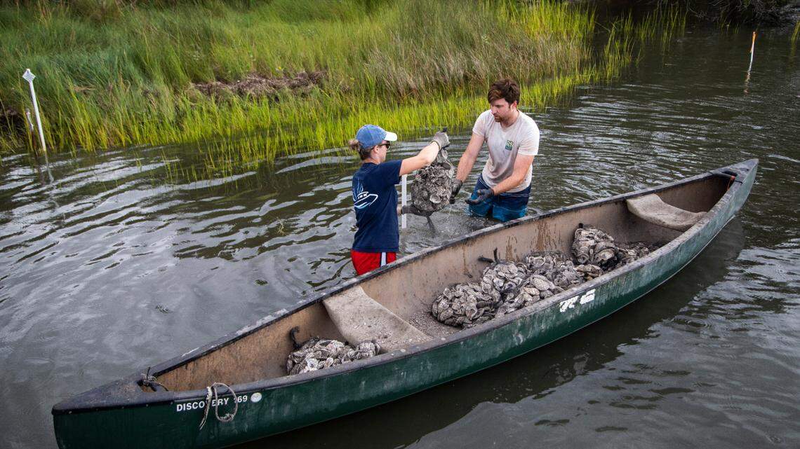 What is a living shoreline, and how could it save one of NC’s most valuable ecosystems?