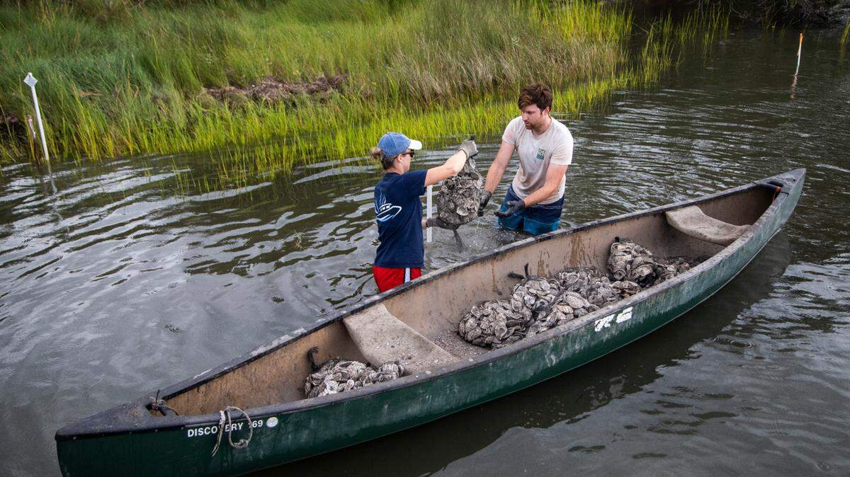 What is a living shoreline, and how could it save one of NC’s most valuable ecosystems?