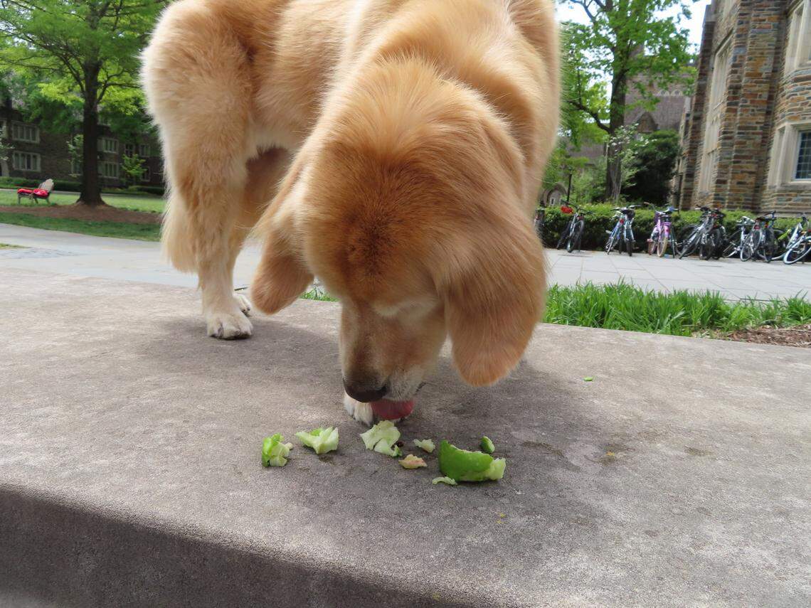 Nugget the golden retriever enjoys an apple, her favorite food, on campus at Duke University.