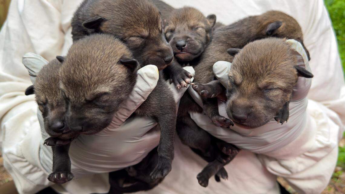 Want to see endangered red wolf puppies? You’ll soon have a chance in Durham.
