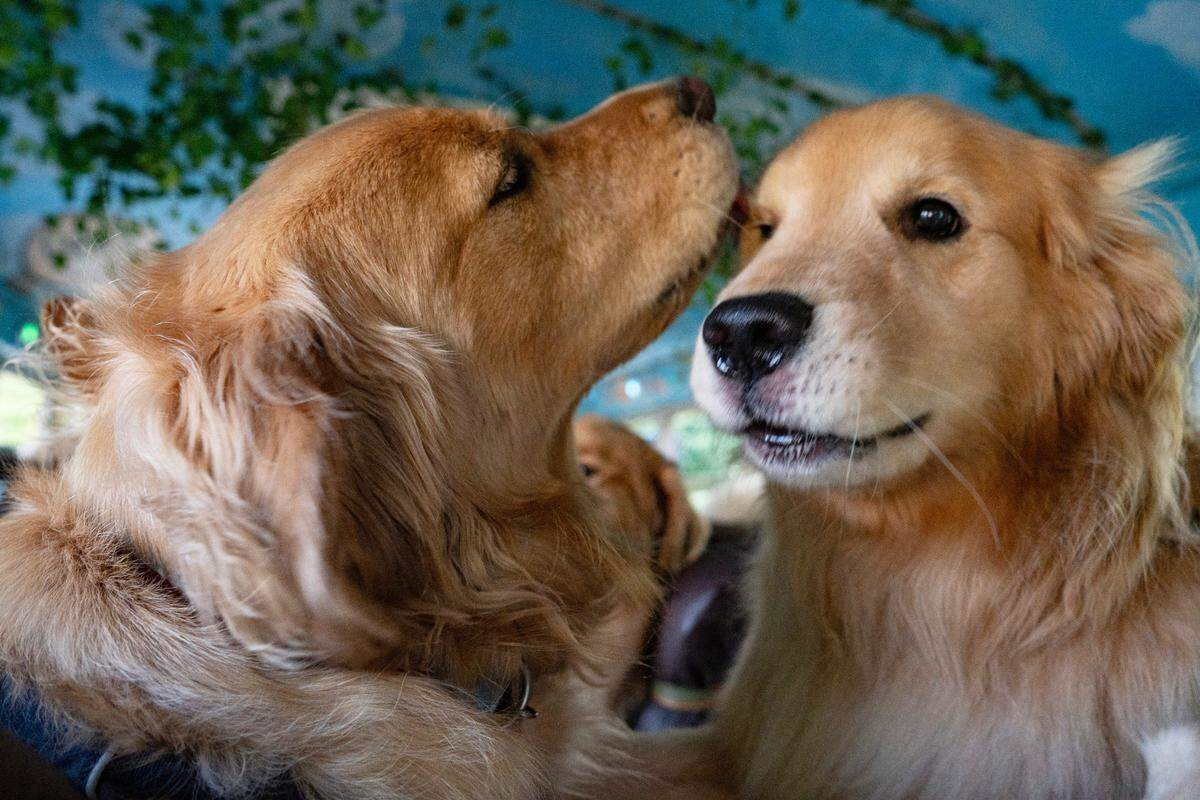 Two golden retrievers tussle in the back of the Pup Park Shuttle on Wednesday, June 4, 2025 in Raleigh, N.C.