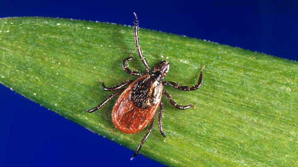 Lyme disease is ‘almost epidemic’ in parts of NC. What you — and your doctor — need to know