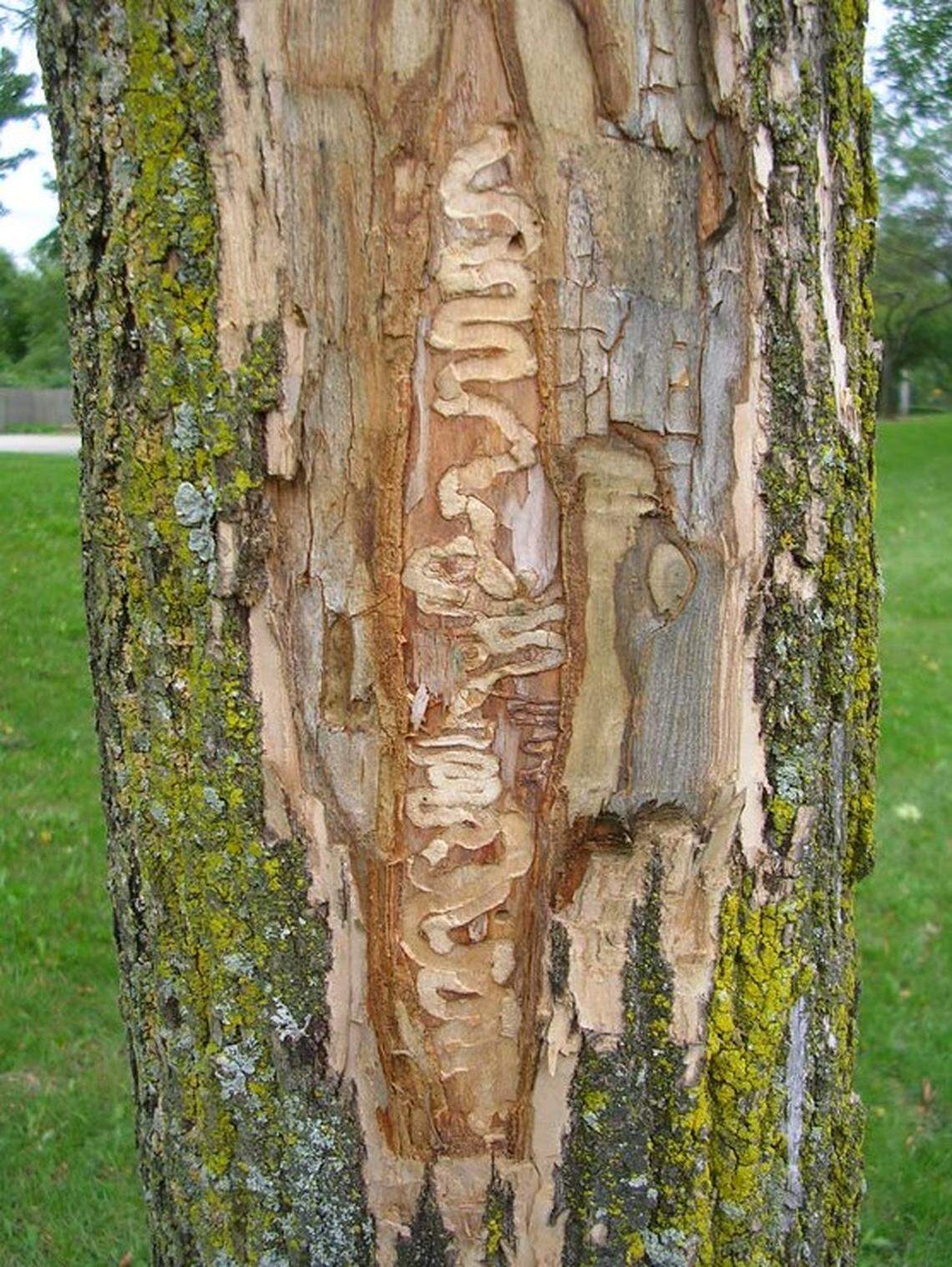 “Galleries,” or tunnels, inside an ash tree created by Emerald Ash Borer larvae. By boring into the tree and creating these tunnels, the EAB prevent the tree from receiving water and nutrients.