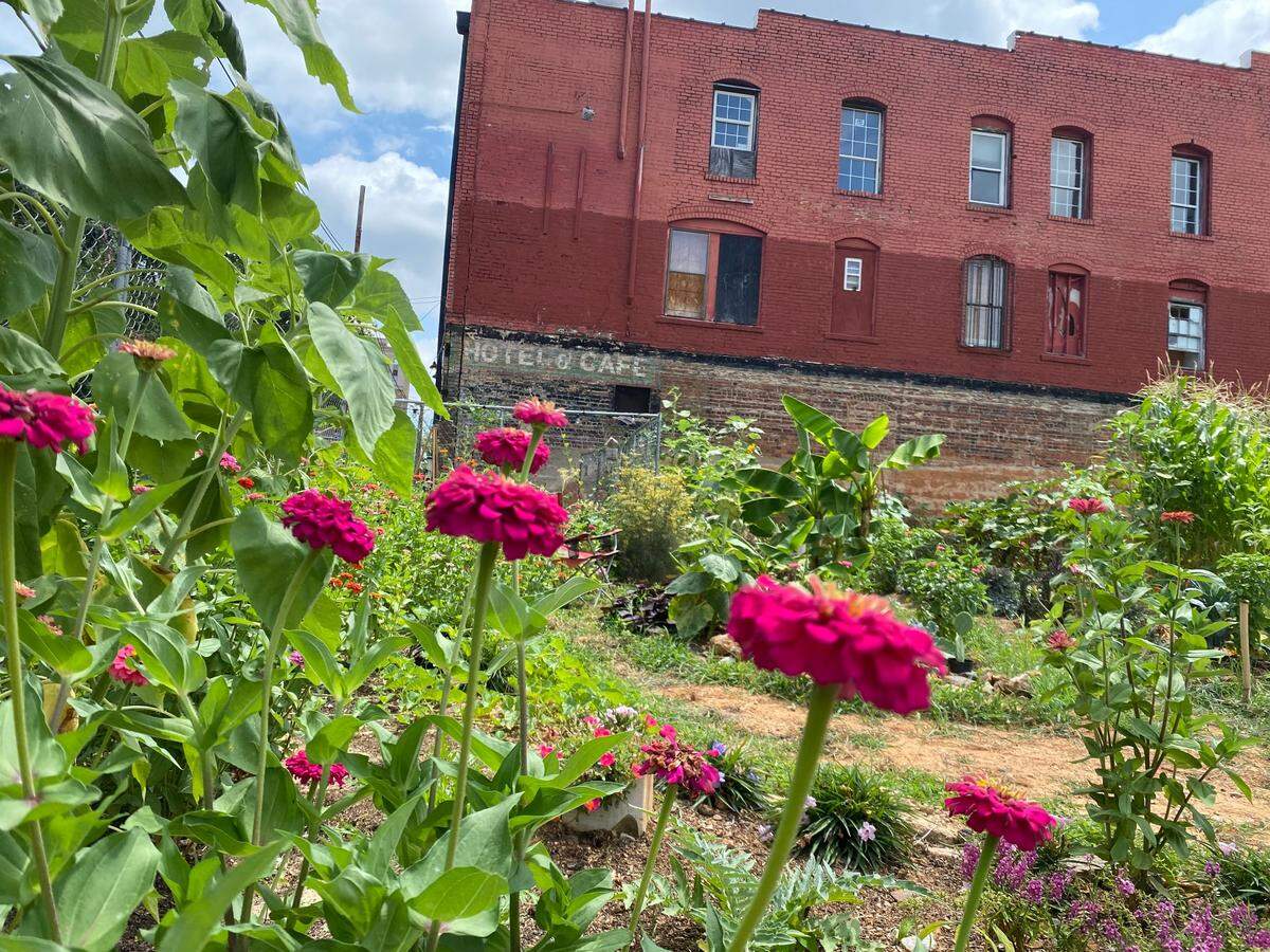 Volunteers have planted a community garden at the construction site alongside Berkeley Cafe on Martin Street in downtown Raleigh.
