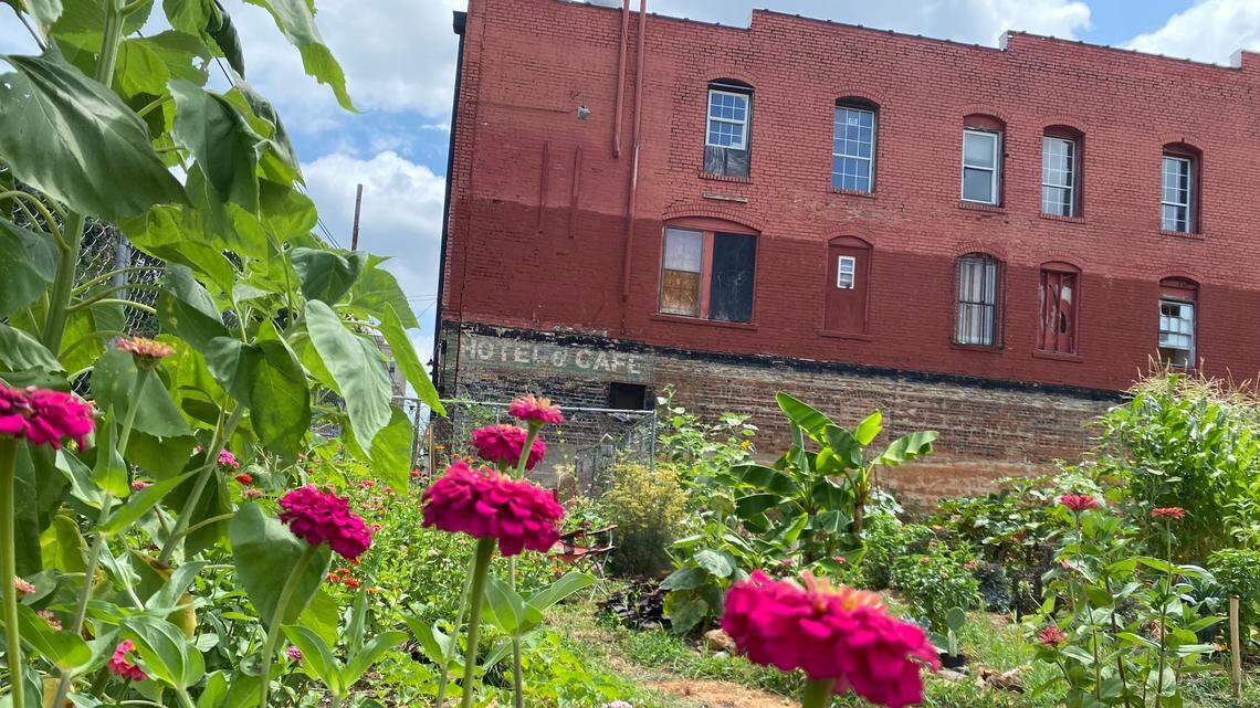 Volunteers have planted a community garden at the construction site alongside Berkeley Cafe on Martin Street in downtown Raleigh.