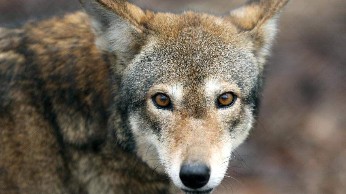 Under a new settlement the US Fish and Wildlife Service will review its plans to release red wolves from captivity into the wild until at least 2030. Here, a female red wolf is shown at the Red Wolf Education Center in Columbia, NC, part of a captive breeding program.