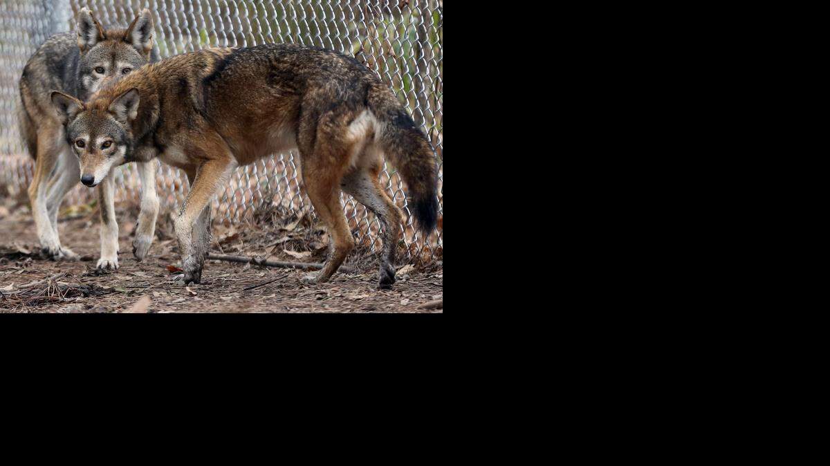 Betty and Hank, both captured red wolves, roam in a fenced area Feb. 10 at the Red Wolf Coalition  in Creswell.
