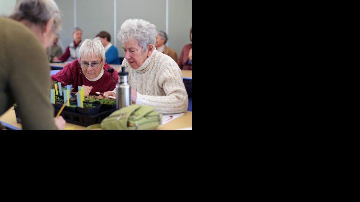 Elisabeth Curtis, center, leans over to get a closer look at common North Carolina weeds, shown by Horticultural Technician Sally Heiney, left, as she sits next to Roberta Masse, from Hillsborough, during a workshop about weeds at the North Carolina Botanical Garden in Chapel Hill on Sunday.
