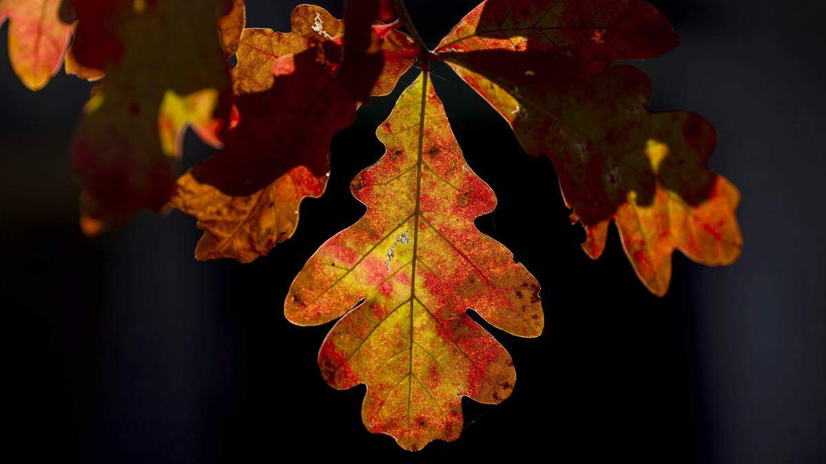 An oak leaf in the afternoon sunshine, takes on an autumnal glow, on Wednesday, November 19, 2025 along Durham-Chapel Hill Blvd. in Durham, N.C. 