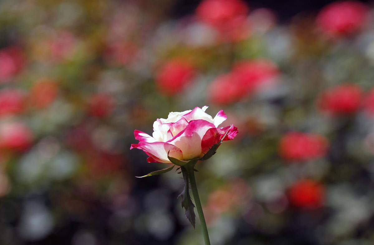 A pretty multi-colored rose blooms at the Raleigh Rose Garden on July 30, 2015.  The Raleigh Rose Garden is located on a piece of property that it shares with Raleigh Little Theater a few blocks north of the main N.C. State campus in the western side of Raleigh.  Many couples have courted, picnicked and been married at these gardens over the decades.