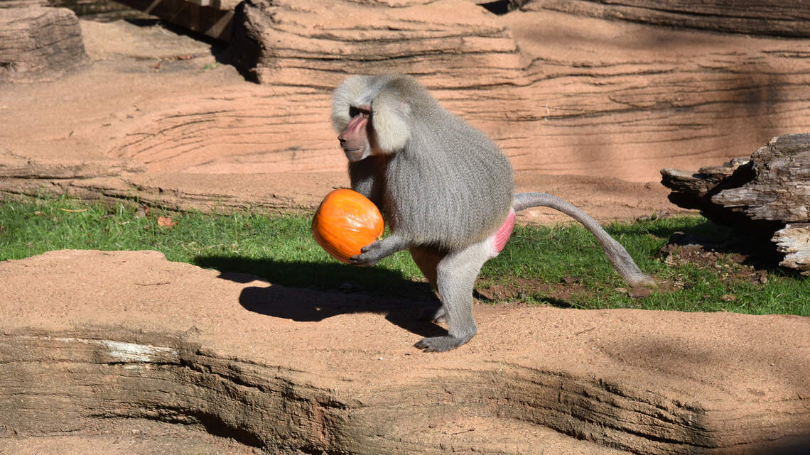 A baboon makes a break for freedom at Texas airport as workers try to chase him down