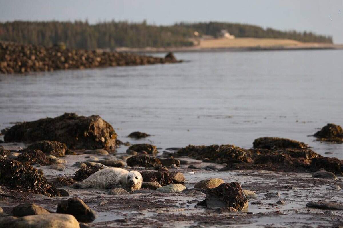 A young seal.