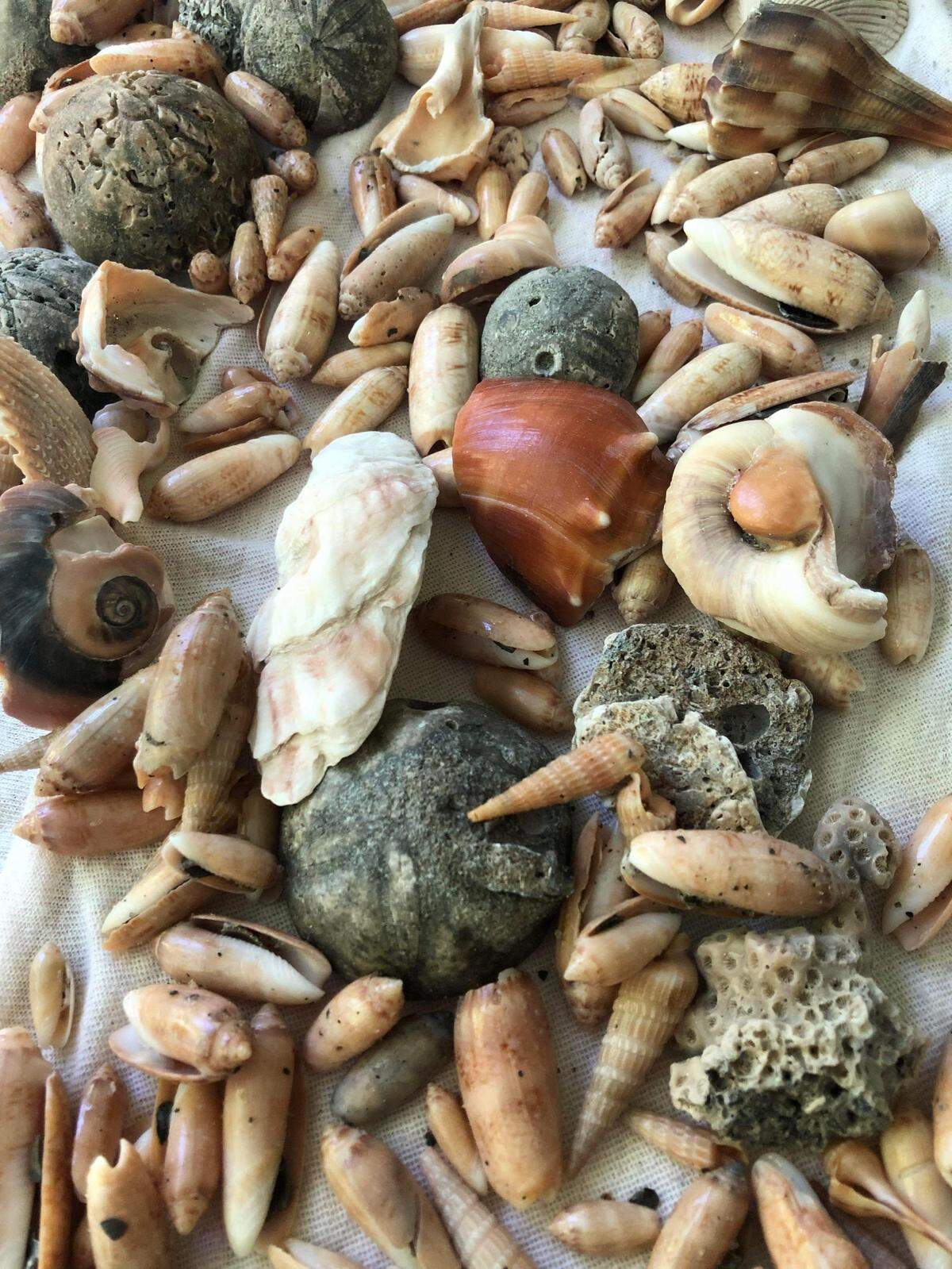 A re-nourishment project completed in Spring 2022 deposited a vast number of shells and fossils onto Holden Beach. The area has been named one of the best Southern beaches for finding shark teeth.