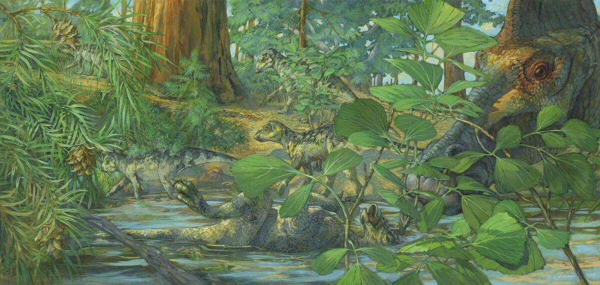 This is a reconstruction of the nesting ground of Hypacrosaurus found in Montana, which is the basis of the DNA evidence study by N.C. State and the Chinese Academy of Sciences.
