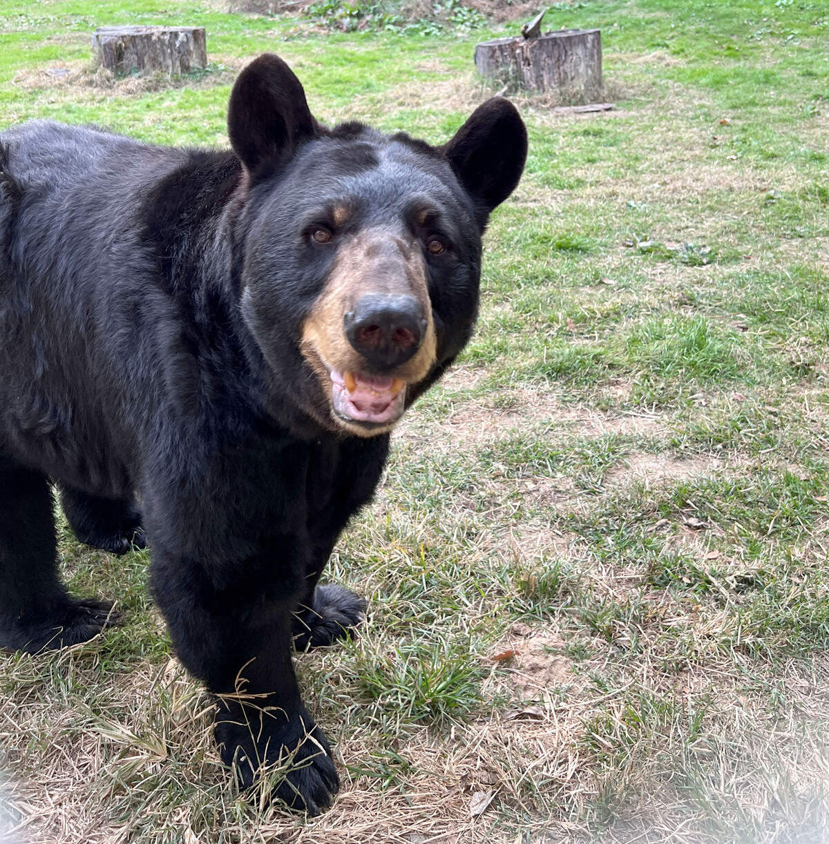 The Museum of Life and Science says Gus, an 18-year-old American black bear who has been part of the Durham museum since 2006, has died.