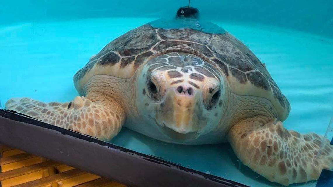 A turtle named Alexander Graham Bell traveled more than 2,000 miles one month since his release.
