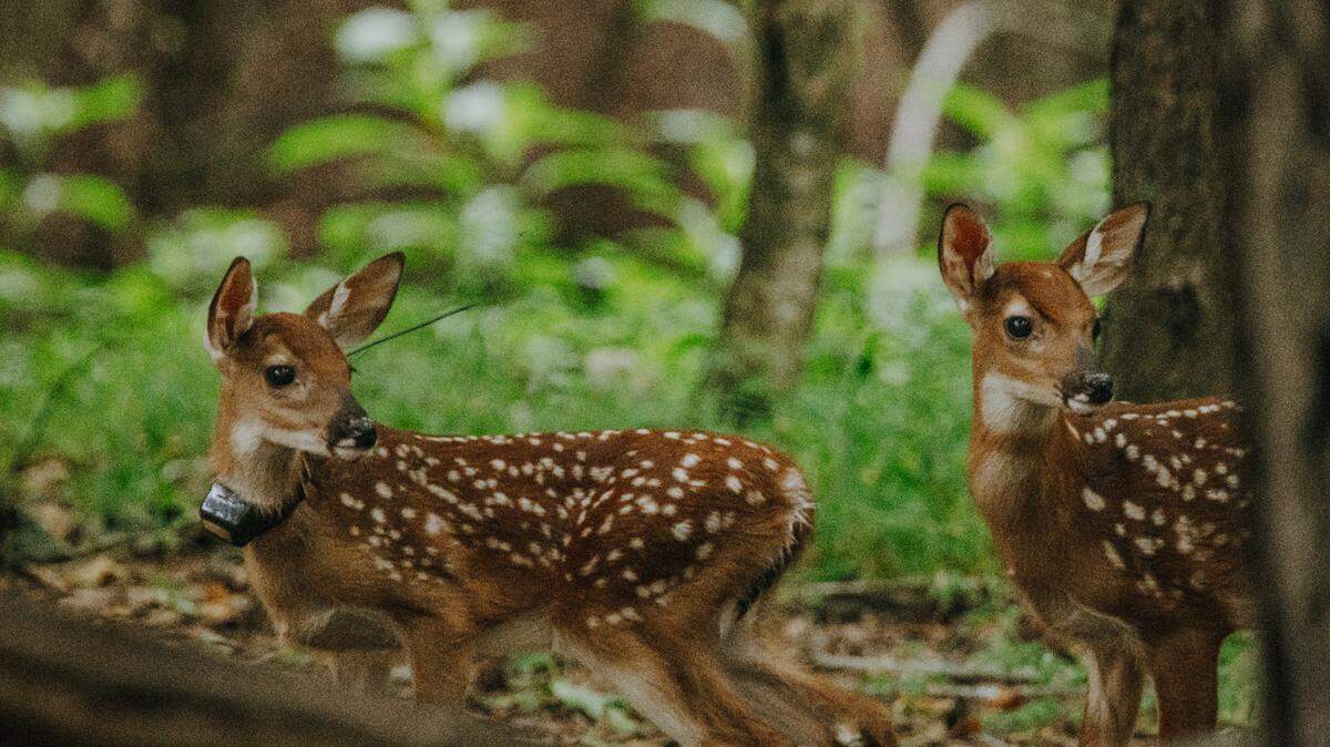 Researchers in the Triangle Urban Deer Study focus on collaring and tagging deer from January to early June. The study is looking at how deer population behavior differs across urban, suburban and rural areas in Durham and Orange counties.