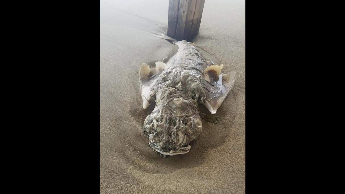 Something resembling a gargoyle washed up on North Carolina’s Outer Banks, leading to a spirited social media debate,
