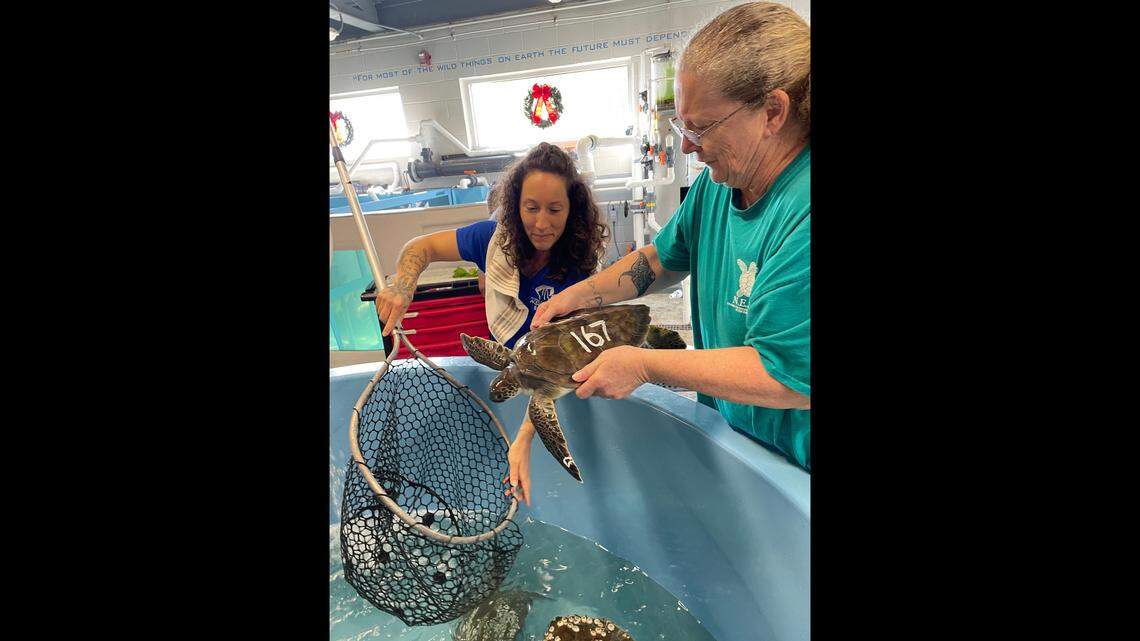 161 cold-stunned sea turtles rescued on OBX. How volunteers warm them back up