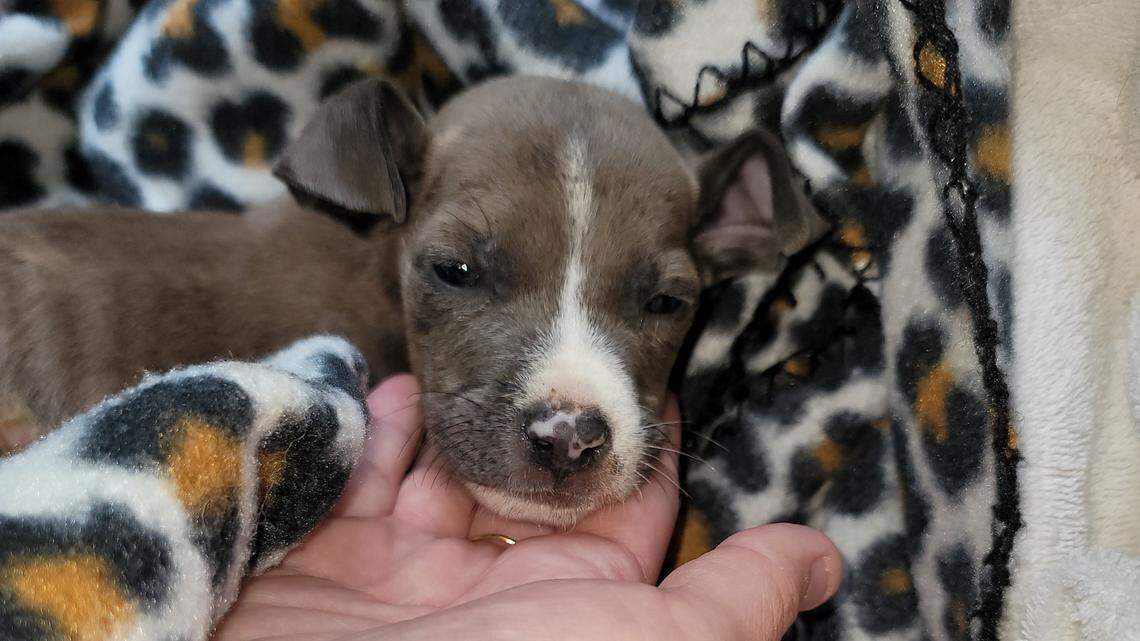 ‘She’s a little fighter.’ Cricket, an emaciated and abandoned Raleigh pup, needs help.