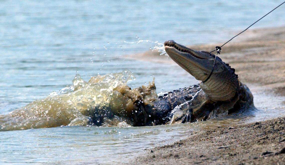 Jimmy English gets his noose on an alligator in The Arbors at Westgate south of Wilmington, but it got away. He returned the following day and caught and removed the alligator. File photo by John Rottet.