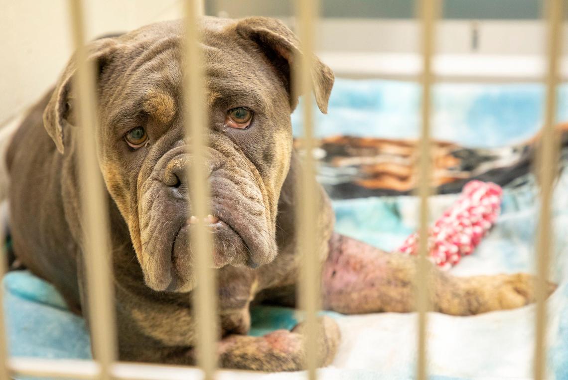 One of the 57 dogs seized by the Orange County SheriffÕs Office from a breeding operation received medical care at the Orange County Animal Shelter while court proceedings determine their fate in felony charges against their owners, on Tuesday, Oct. 15, 2019, in Chapel Hill, NC.