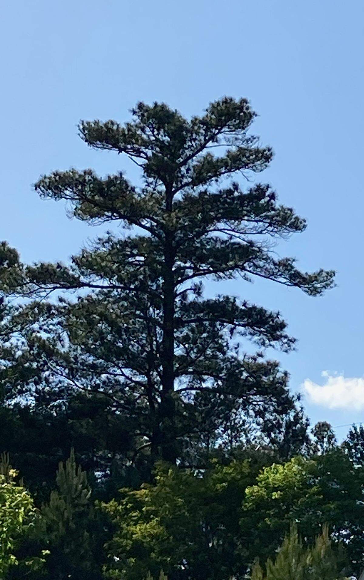 Reader Monte Welch’s favorite tree in the Triangle is in Cary.