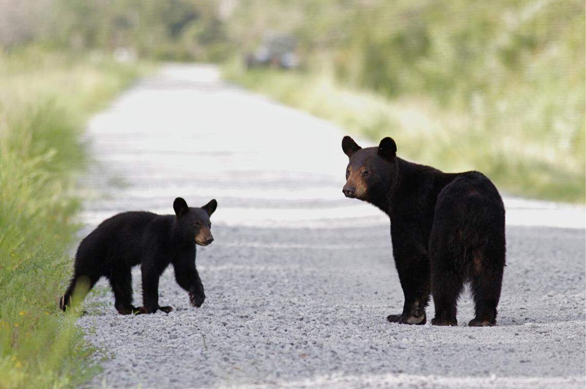 A photo of black bears from The News & Observer’s archives.