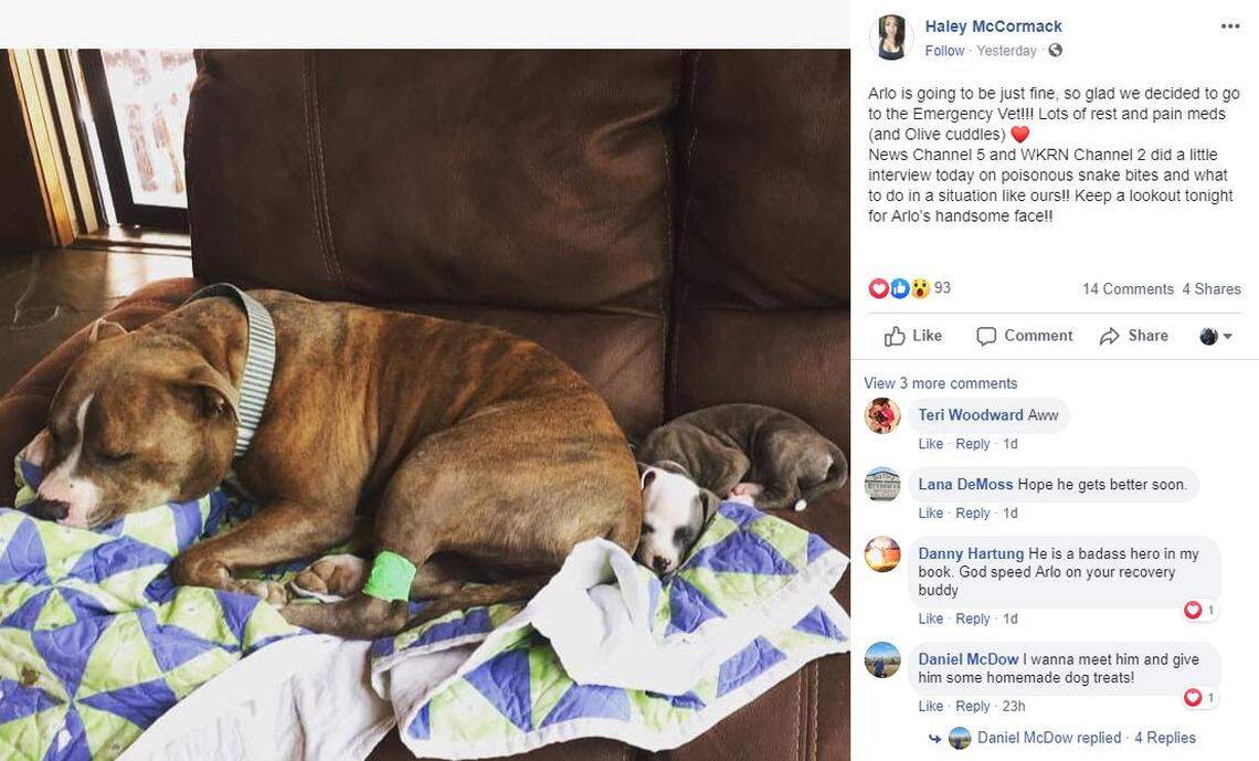 This pit bull in Nashville, Tenn., was bitten by a venomous copperhead snake while protecting his owner.