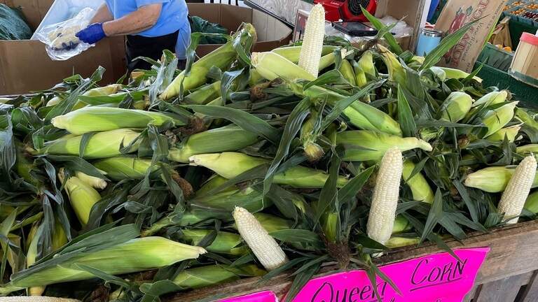 Silver Queen corn can be hard to find. Where (and why) to search.