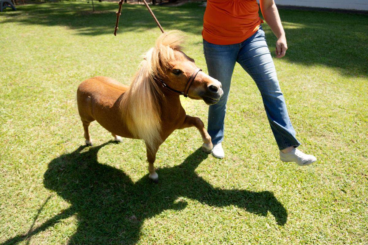 Therapy mini horse, Kiwi, “walks pretty” on command for a treat from his owner, Tara Needham, at their Raleigh home. Kiwi recently starred in the film, “Reggie,” that addresses mental health issues.