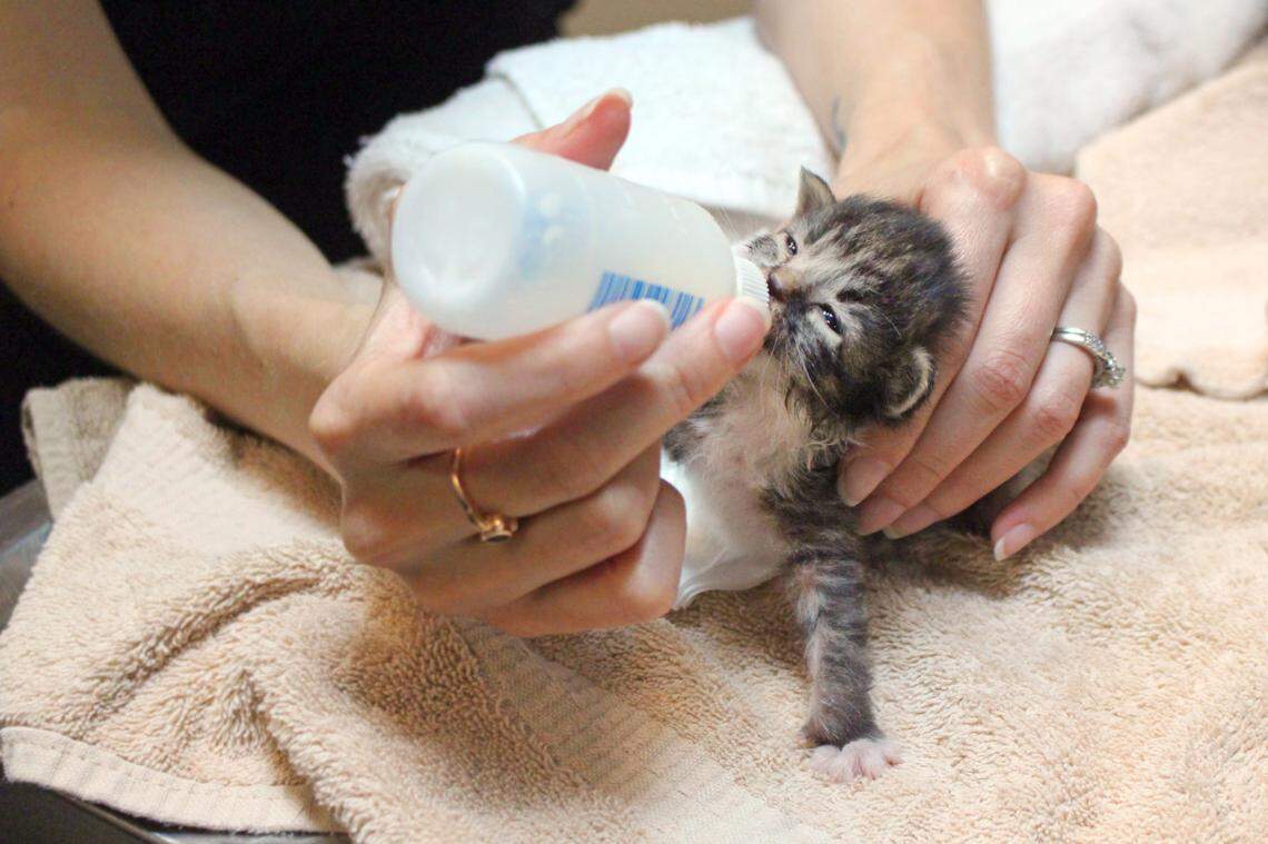 One of the rescued kittens is bottle-fed at SPCA Wake.