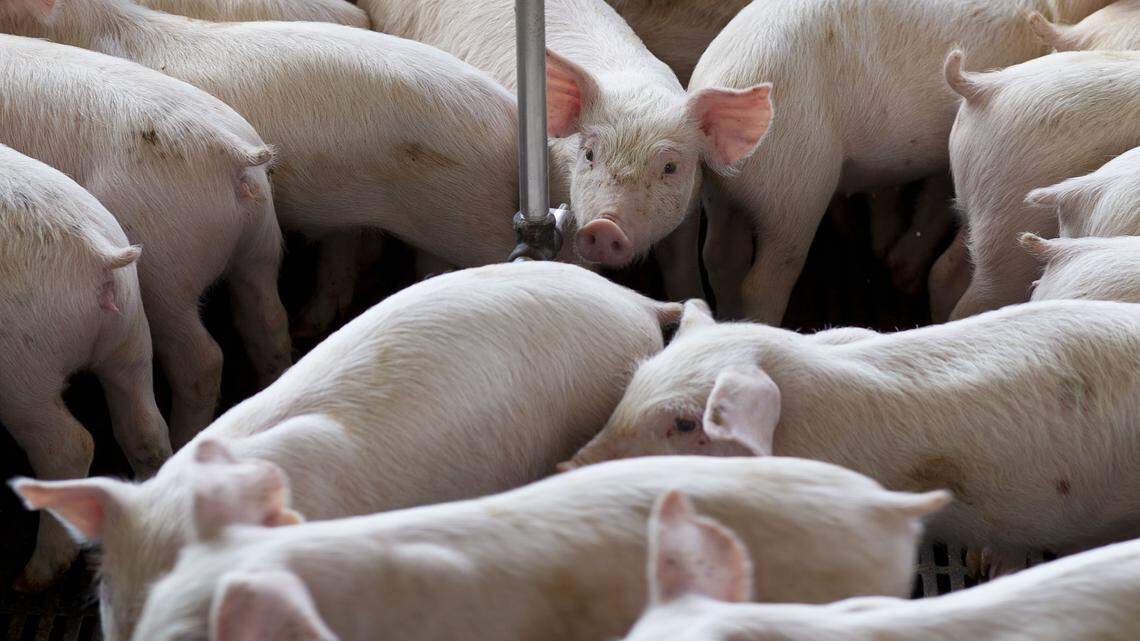 U.S. District Judge Earl Britt has issued a gag order in the series of hog farm nuisance lawsuits underway in Raleigh.