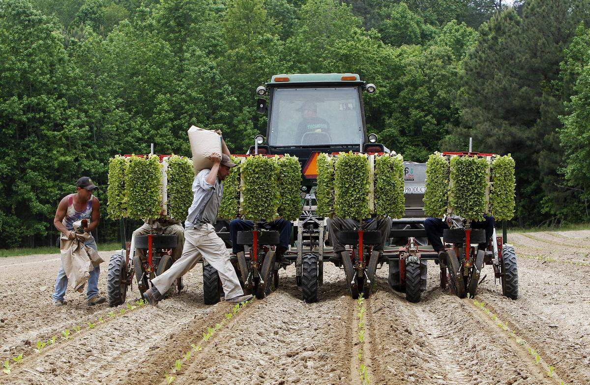 Workers in Rolesville, N.C. in May of 2014 stock a machine with fertilizer and seedlings. The 2020 growing season for farmers across the country will prove difficult because of COVID-19. The State Department announced on March 17, 2020 that all routine visa processes in U.S. embassies in Mexico will be suspended, effectively cutting off any new H2-A visas for temporary farmworkers. Visas will still be given to returning workers, but farm labor shortages are likely to occur.