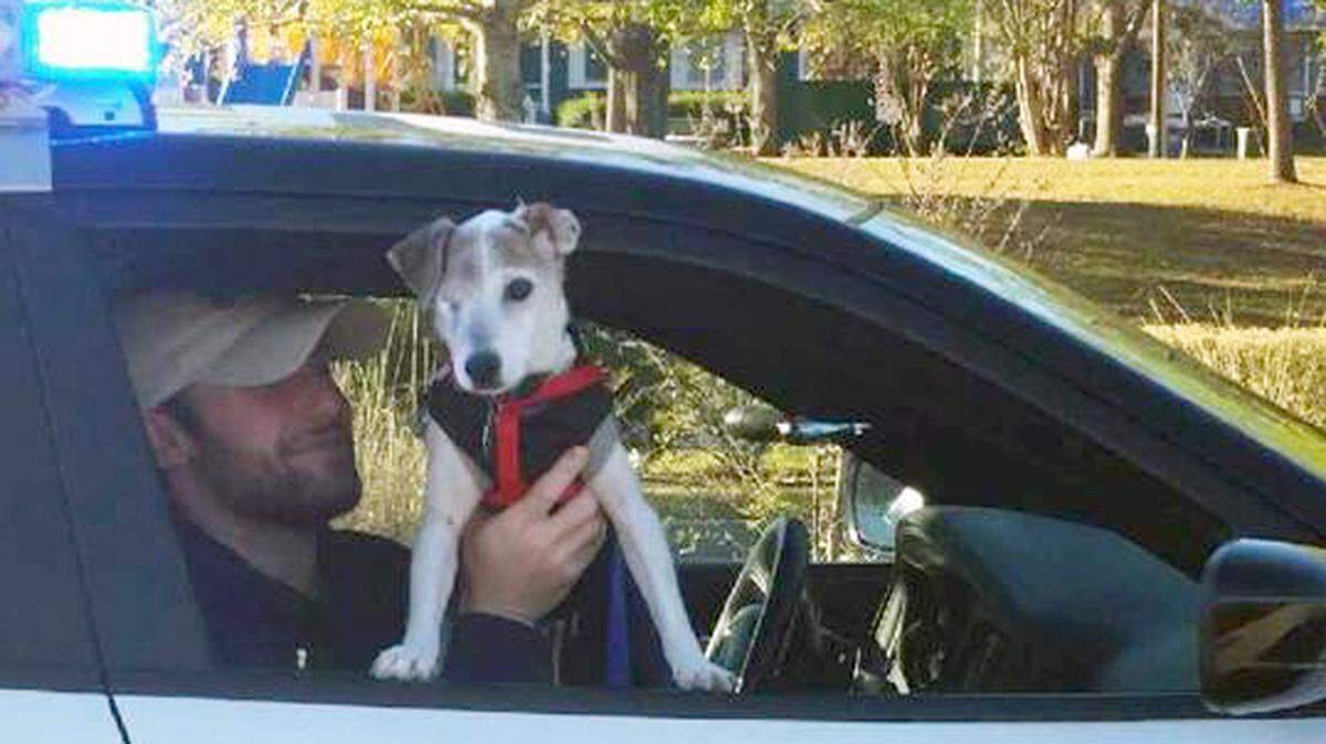 Jack, a dog with terminal cancer, got to ride in a police car as an honorary K9 dog in Wilmington, N.C. 