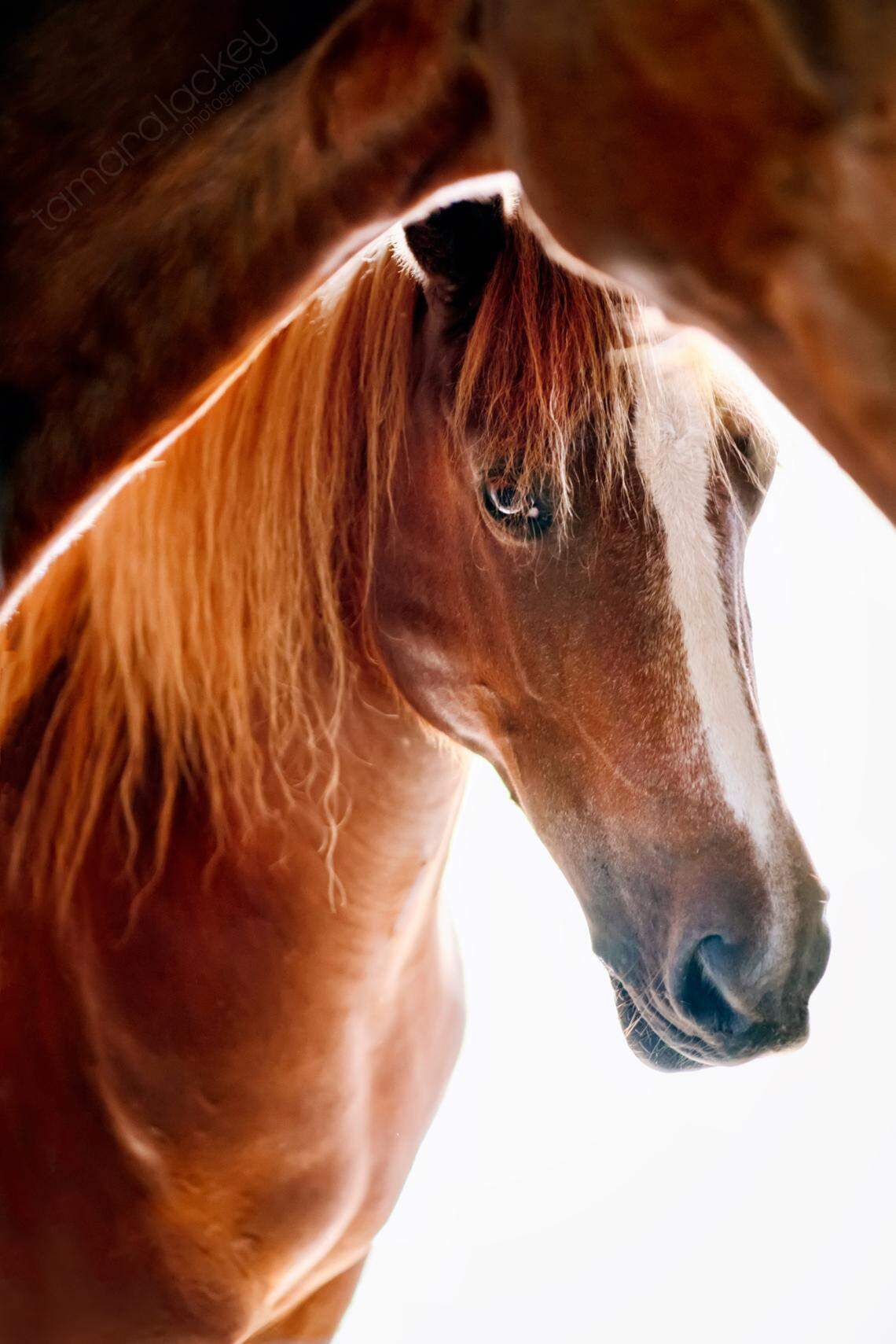 Beautiful Together plans on extending the pet sanctuary to include horses and donkeys, and to provide a facility for equine therapy.